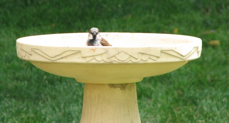 birdbath2.jpg