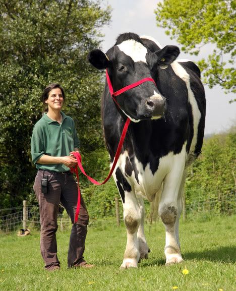 giant-cow.jpg