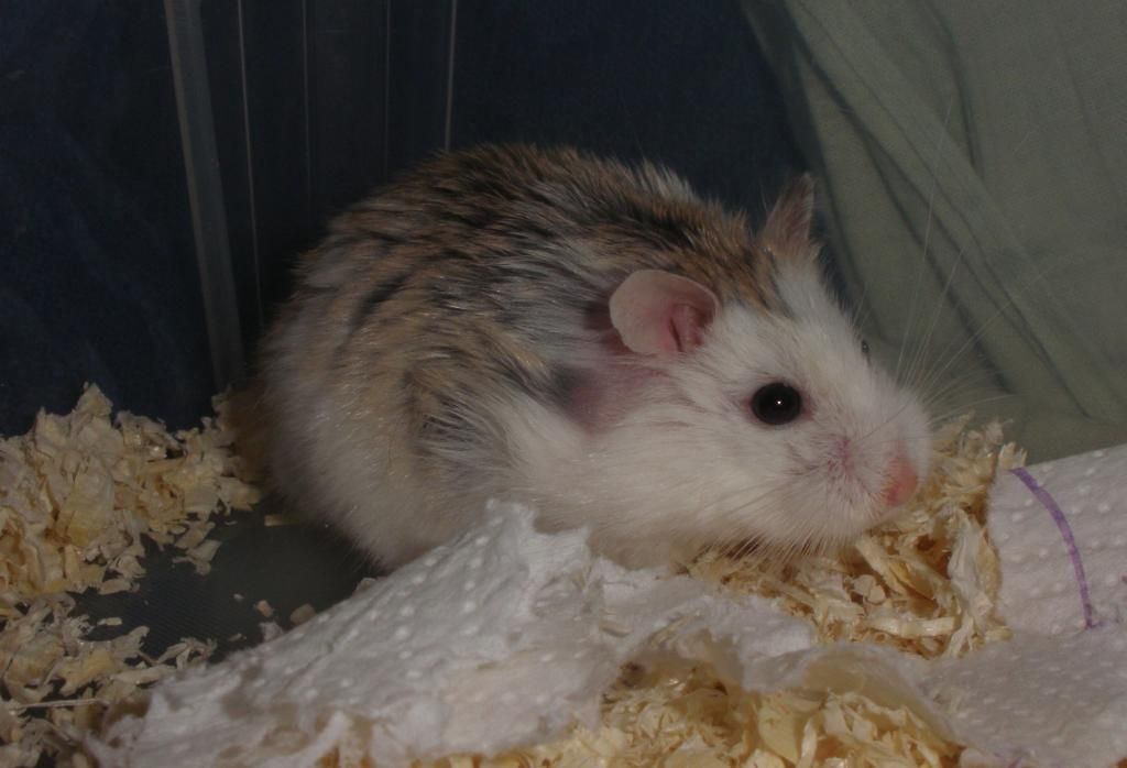  photo 00da7afb-a774-44ae-8da4-75e0acee7375_zps87d4e82a.jpg