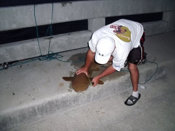 NurseShark.jpg