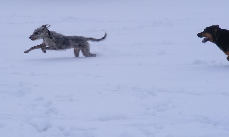 2009_0202jan-2009-0049.jpg