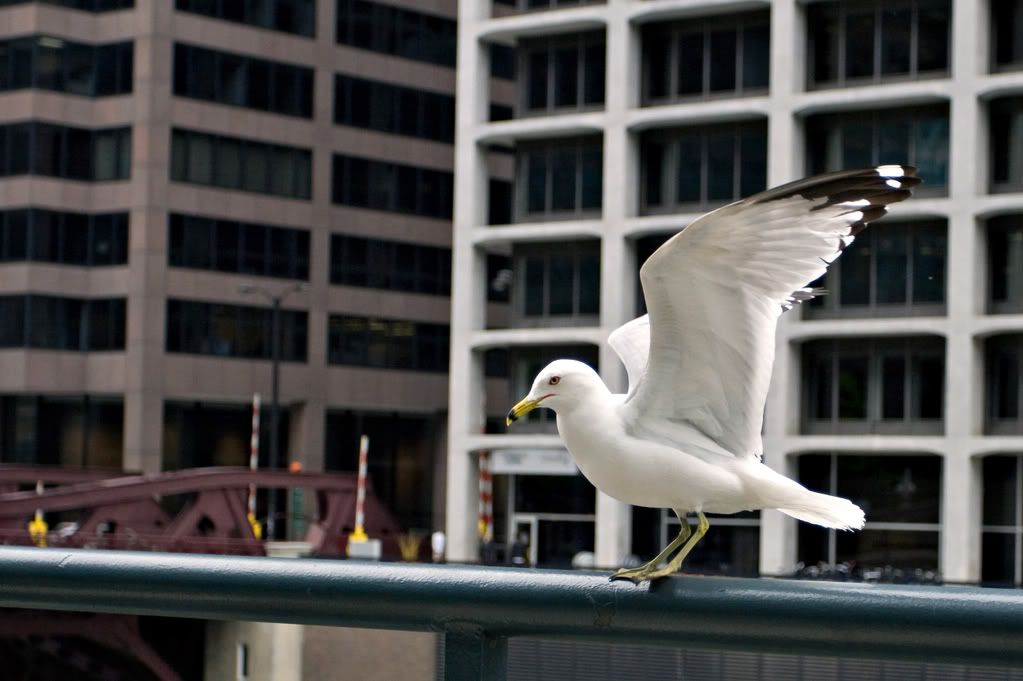 IMAGE: http://img.photobucket.com/albums/v222/gheb88/IMG_6344crop.jpg