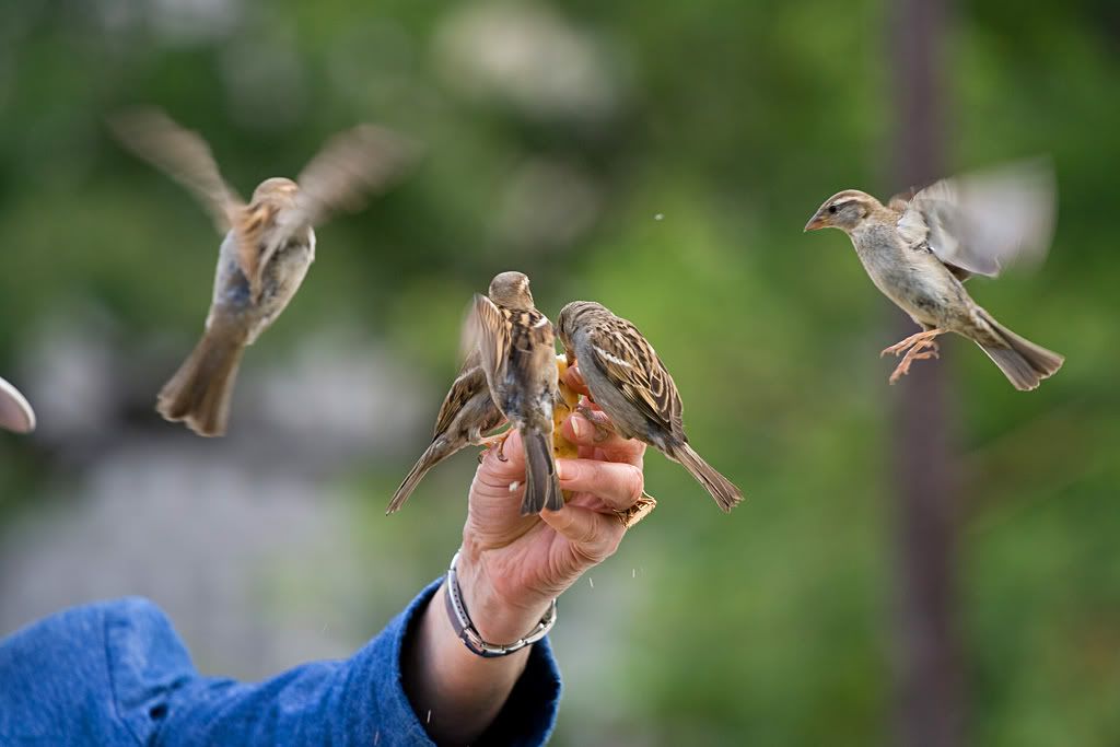 IMAGE: http://img.photobucket.com/albums/v222/gheb88/IMG_9914w.jpg