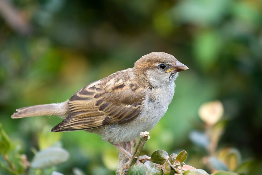 IMAGE: http://img.photobucket.com/albums/v222/gheb88/IMG_9933w.jpg