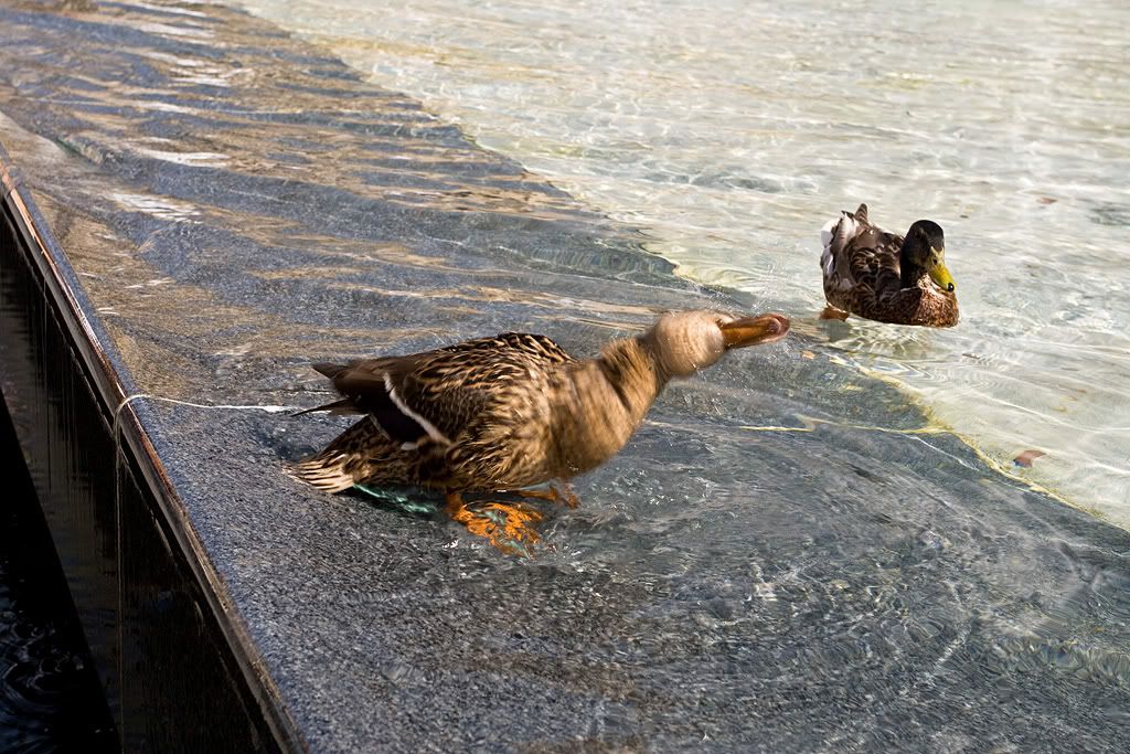 IMAGE: http://img.photobucket.com/albums/v222/gheb88/Paris%20and%20Krakow%202008/IMG_0369w.jpg