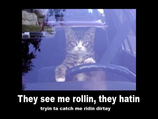Ridin_Dirt_Cat.jpg