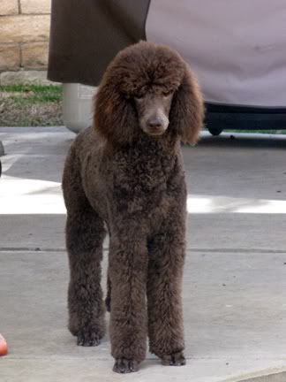 months nine old fluffy poodle