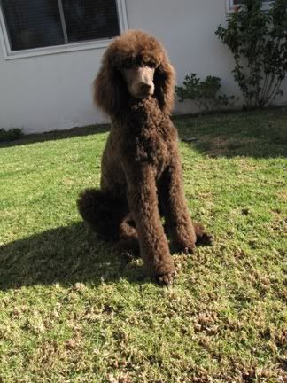 months old nine poodle she sits kind still funny standard