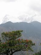 Flowering Tree in Manali