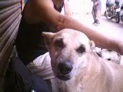 My Best Friend (street dog)