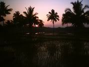 Sunset over the rice fields in Hampi