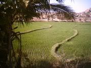 Rice fields in Hampi