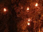  Lanterns Caught in the trees 