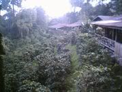 Doi Pui- On a Mountain North Thailand, the huts amongst the coffee plantaition