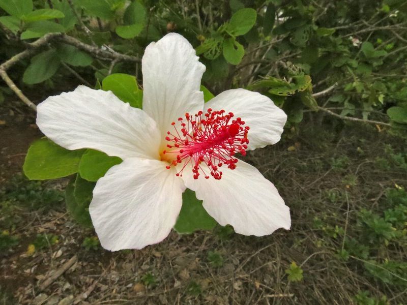Native Hawaiian Hibiscus Photo by mogul Photobucket