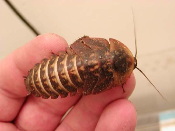 Discoid Roach