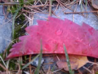 A fallen leaf.