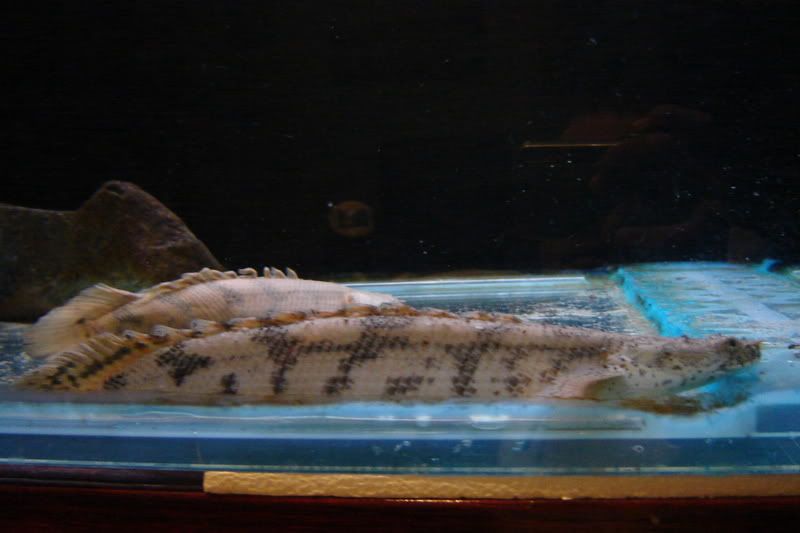 IPB Image