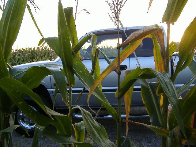 Picture031.jpg