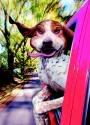Dog.jpg
