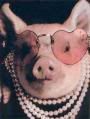 Pig.jpg