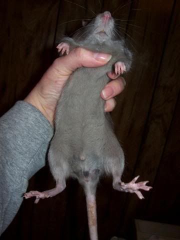 neutered still has balls snowflake was neutered still there neutered still has balls snowflake was neutered still there