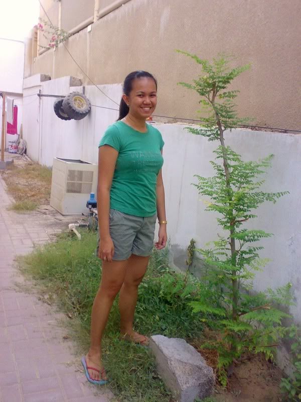 Malunggay-Taller than me. Our malunggay plant in the backyard. 