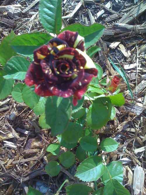 Abracadabra Rose
