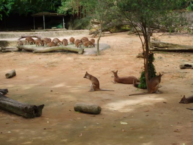 Malnutition Kangaroos