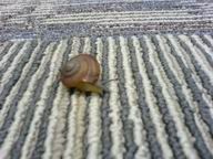 snaily snail