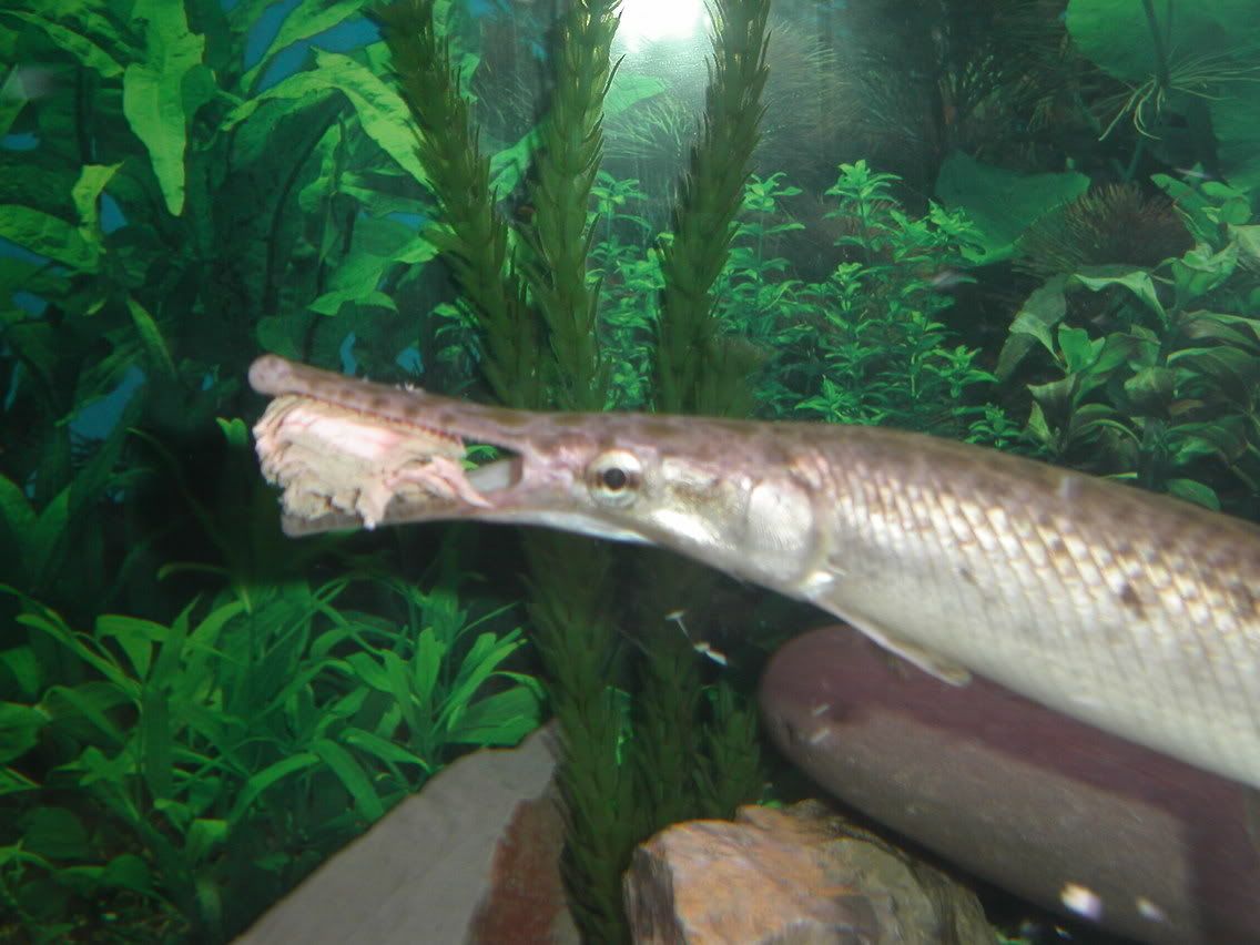 do fish grow their fins back?