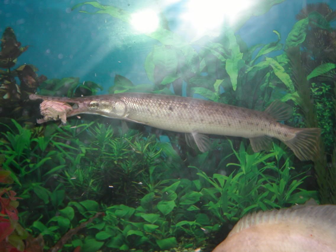 do fish grow their fins back?