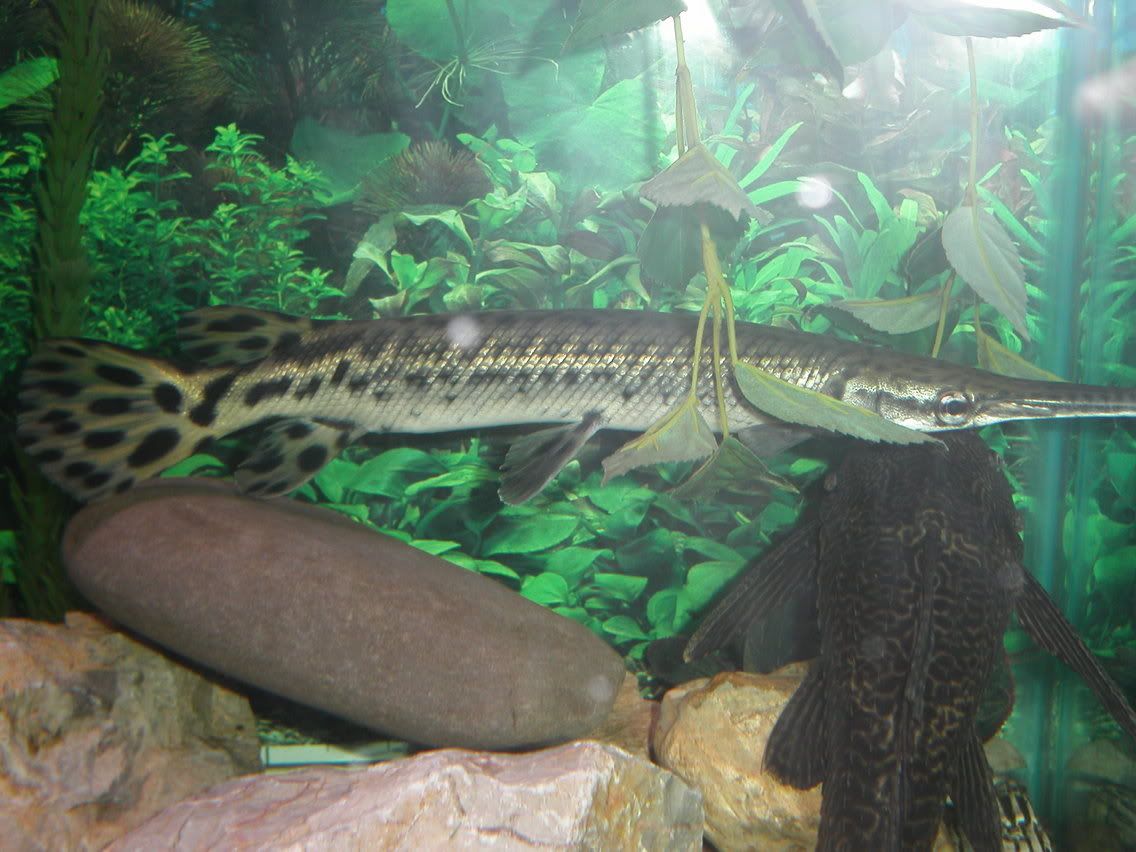 do fish grow their fins back?