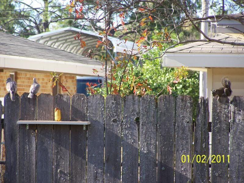 How to keep blackbirds out of bird feeder 2 Cool Fishing Forum