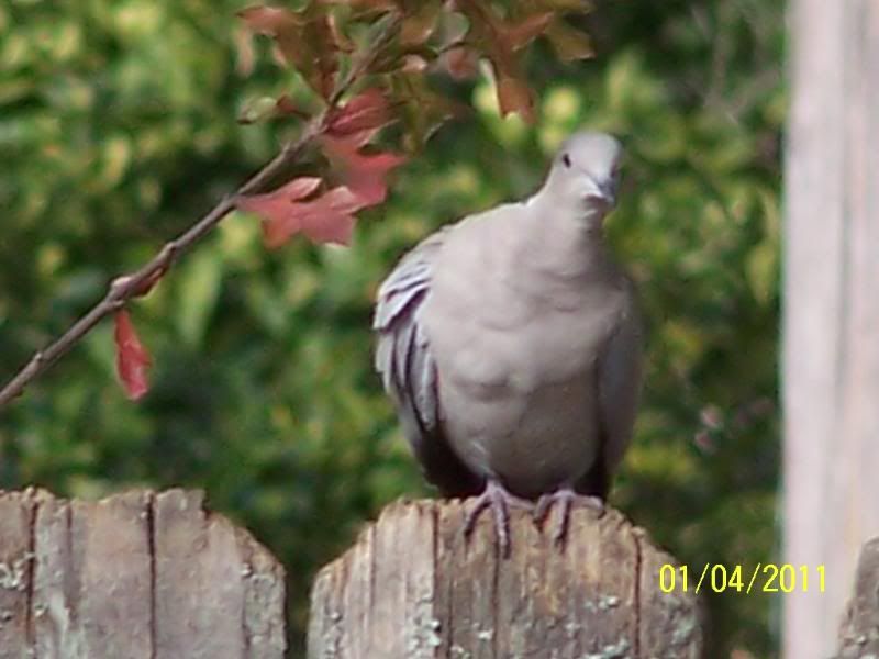 How to keep blackbirds out of bird feeder 2 Cool Fishing Forum