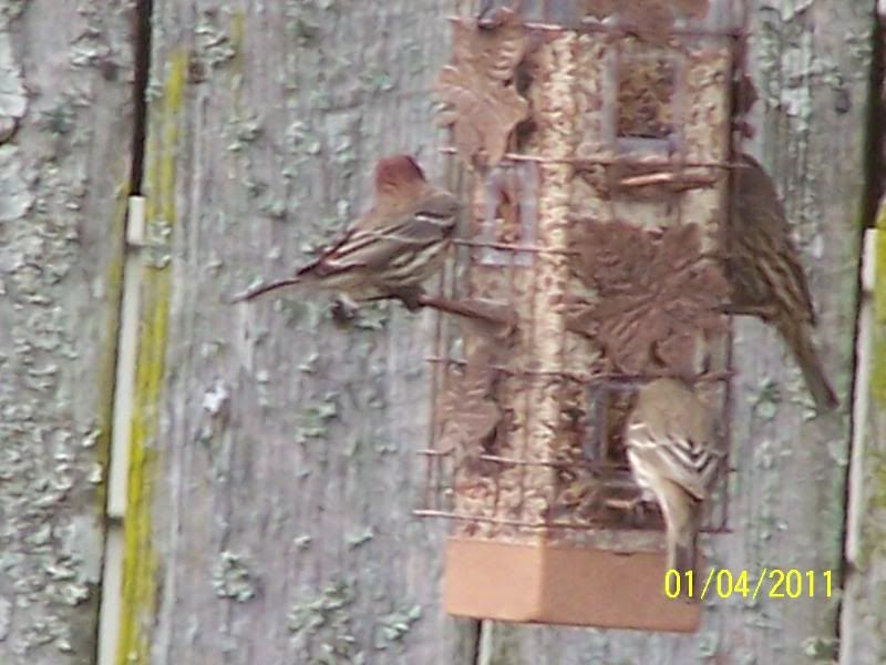 How to keep blackbirds out of bird feeder 2 Cool Fishing Forum