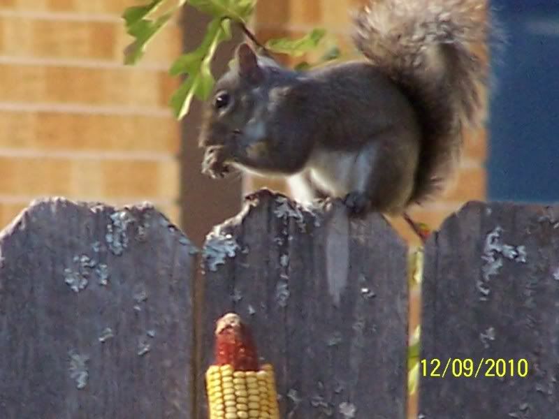 How to keep blackbirds out of bird feeder 2 Cool Fishing Forum