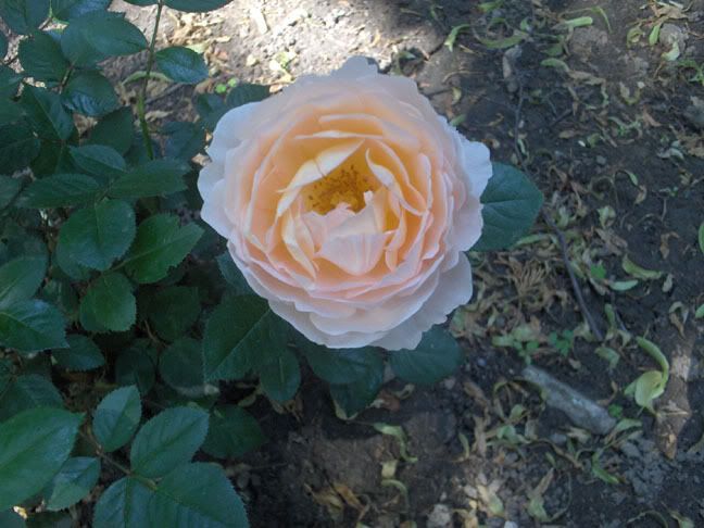 taigarama rose