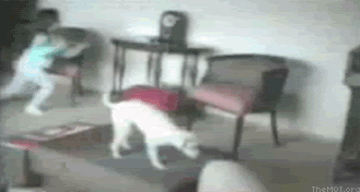 http://img.photobucket.com/albums/v225/bennyfizzle/Funny%20Shit/DogFlipped_ROLL_1.gif