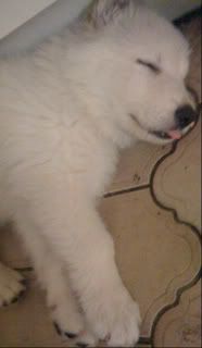 IMG_0234.jpg puppy image by kimhas