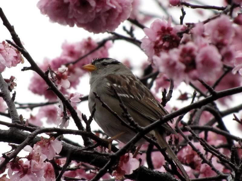 IMAGE: http://img.photobucket.com/albums/v225/planty/IMG_0327.jpg