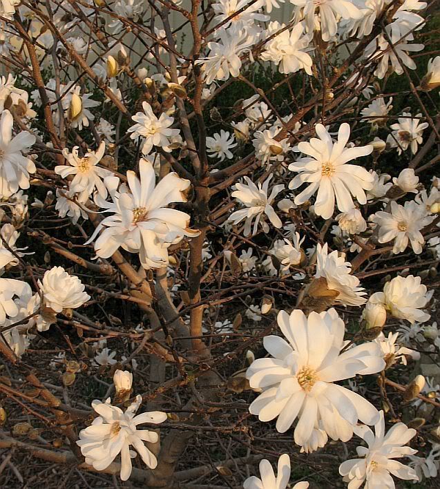 StarMagnolia1.jpg