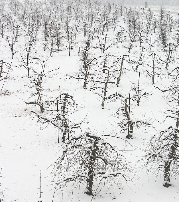 snoworchard.jpg