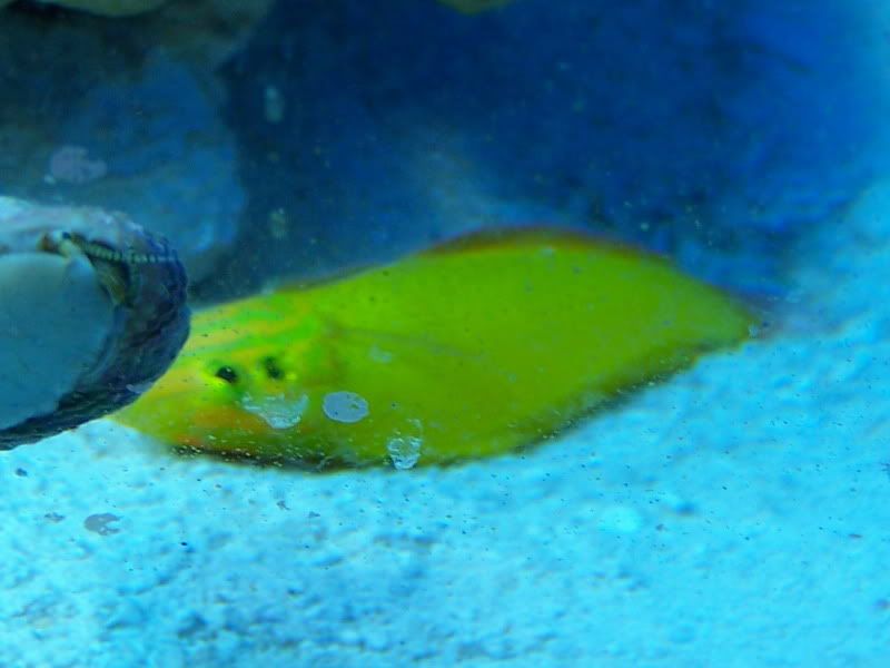 GWRASSE2_SMALL.jpg