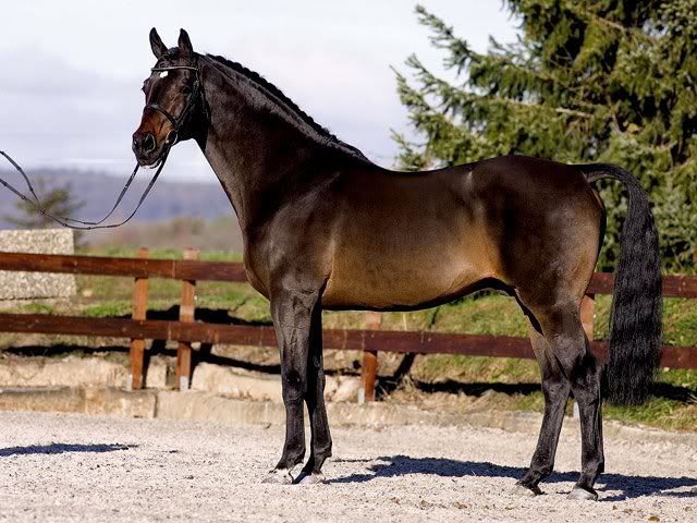  Brookhouse Stud - stallion Latouro