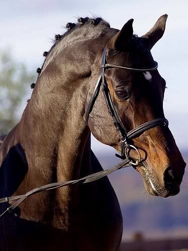  Brookhouse Stud - stallion Latouro