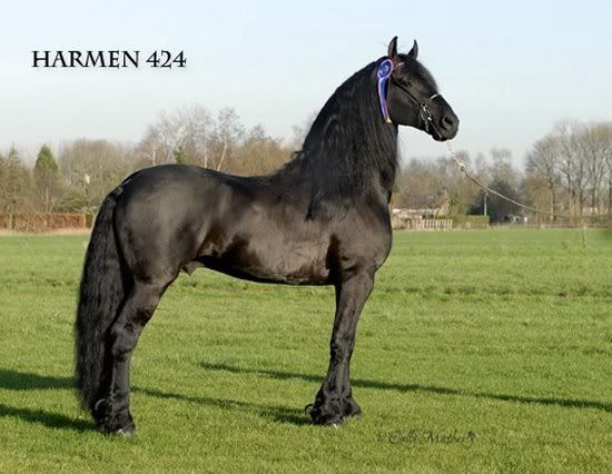  J. Driessen, Toonen - stallion Harmen 424