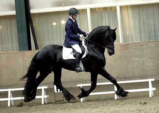  J. Driessen, Toonen - stallion Harmen 424