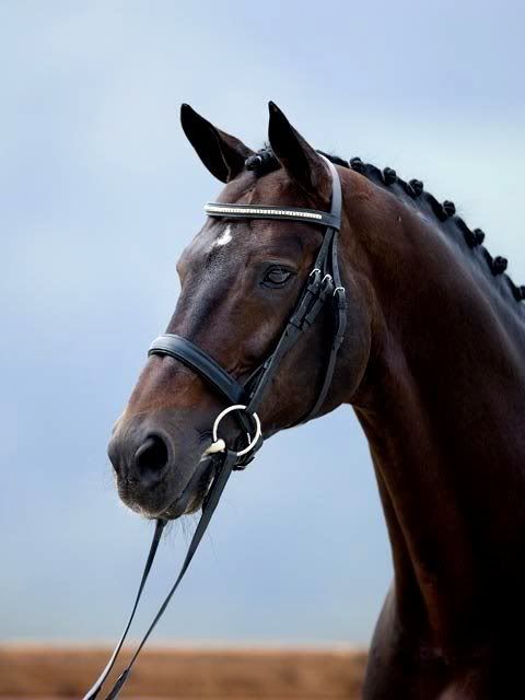  Brookhouse Stud - stallion Frstenreich