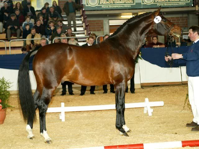  Brookhouse Stud - stallion Frstenreich